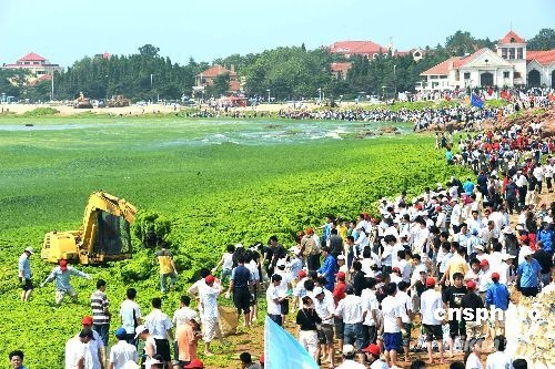青島近海海域出現大量綠藻